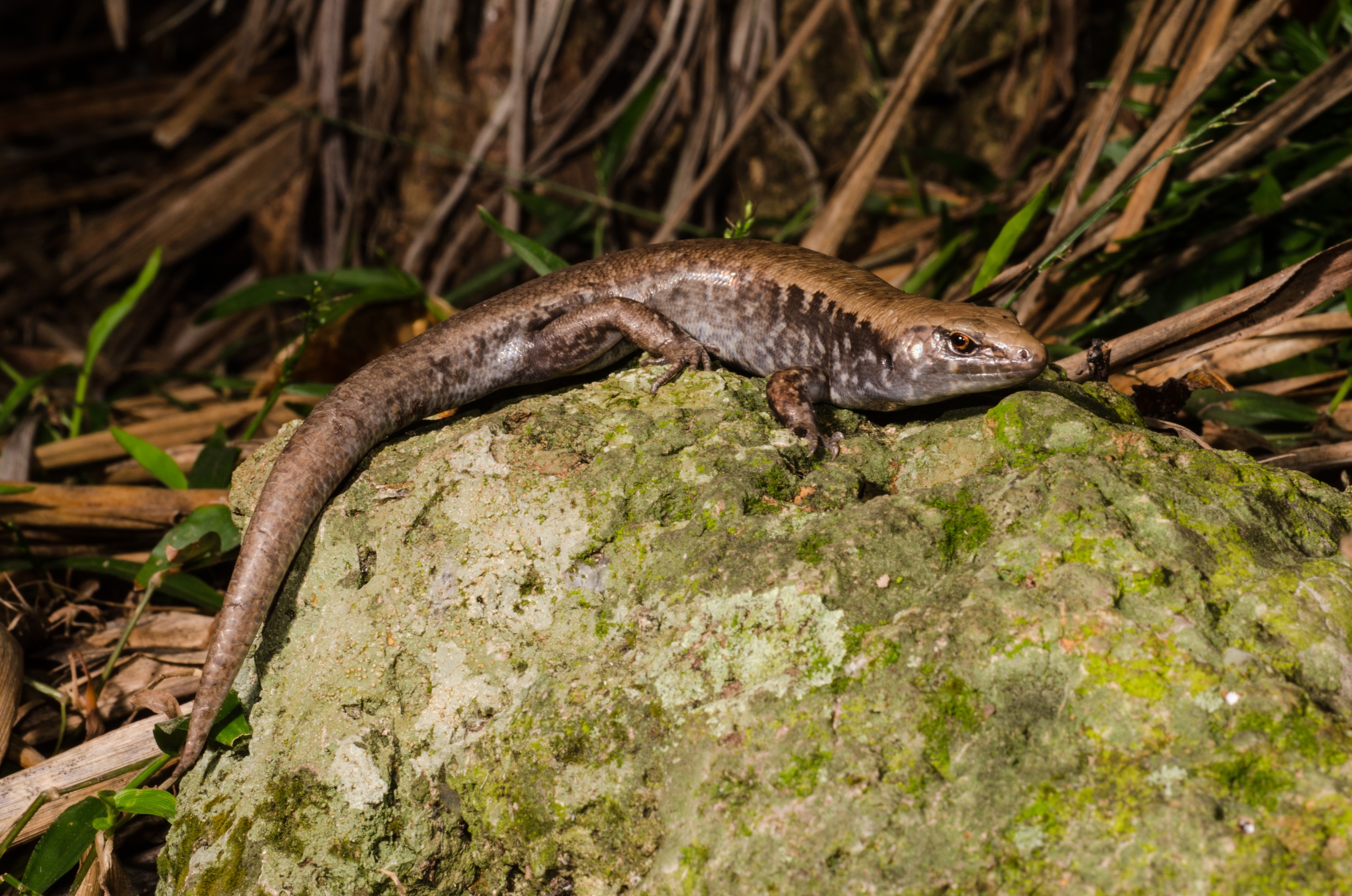 DSC_5897 – Ornate, skink, Cyclodina, ornata, lizard, far north, north far, Olivers, Skink, Oligosoma, oliveri, lizard, poor, knight, islands, Crispin, reptiles, amphibians, rare, cold, blood, new, new zealand, zealand, nz